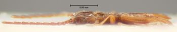 Media type: image;   Entomology 6795 Aspect: habitus lateral view